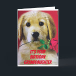 *A ROSE* FOR MY GRANDDAUGHTER "YOUR BIRTHDAY CARD<br><div class="desc">SOME TIMES WE CAN'T SEE YOUR **GRANDDAUGHTER** IN PERSON IT IS SO "NICE" TO BE ABLE TO SEND A CARD. THIS DOG IS SO EXCITED THAT YOU CHOSE HIM TO HELP YOU TODAY~~~ THANK YOU FOR STOPPING BY ONE OF MY EIGHT STORES AND HAVE A GREAT DAY!</div>