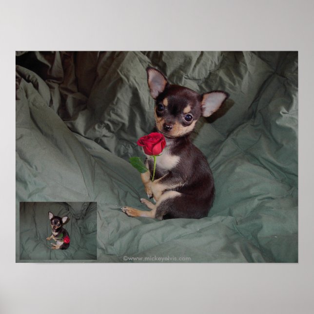 A Rose holding a red rose Poster (Front)