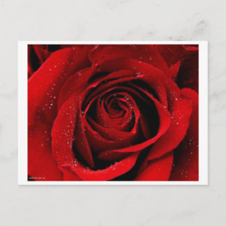 A Rose in Bloom Postcard