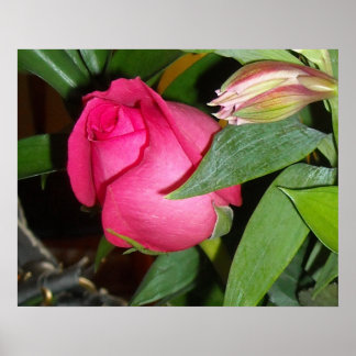 A Rose Poster