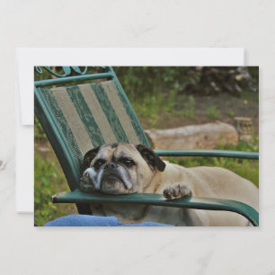 A Rough Life for a Pug