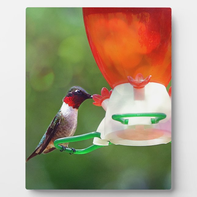 A Ruby Throated Hummingbird Plaque (Front)