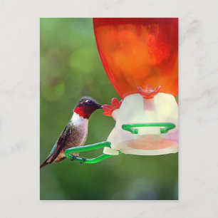 A Ruby Throated Hummingbird Postcard