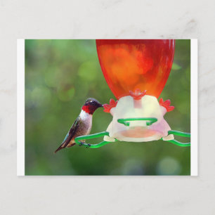 A Ruby Throated Hummingbird Postcard
