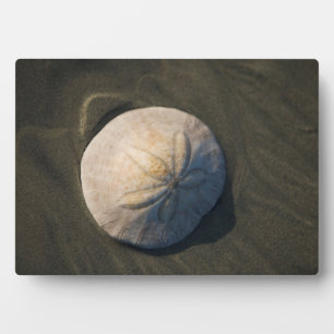 A Sand Dollar On The Beach Plaque