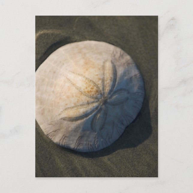 A Sand Dollar On The Beach Postcard (Front)