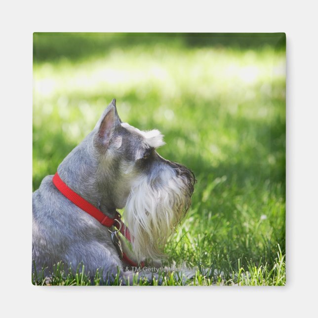 A Schnauzer laying in the grass Magnet (Front)