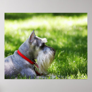 A Schnauzer laying in the grass Poster