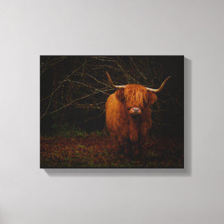 A Scottish Highland Cow Canvas Print