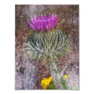 A Scottish Thistle Photo Print