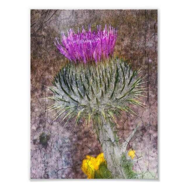 A Scottish Thistle Photo Print (Front)