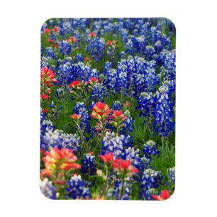 A Sea of Bluebonnets and Indian Paintbrushes Magnet