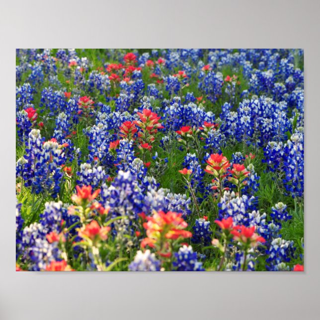 A Sea of Bluebonnets and Indian Paintbrushes Poster (Front)