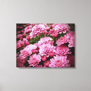 A Sea of Pink Chrysanthemums Canvas Print