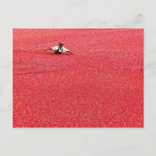 A sea of red cranberries postcard (Front)