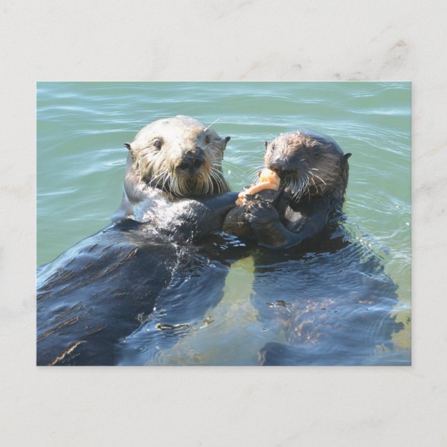 A sea otter mum feeding her pup postcard (Front)