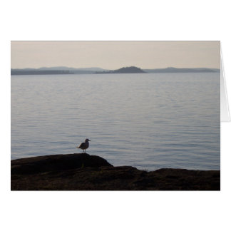 A Seagull Dreams