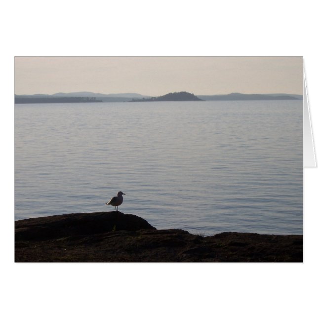 A Seagull Dreams (Front Horizontal)