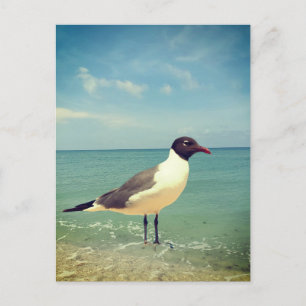 A seagull holiday postcard