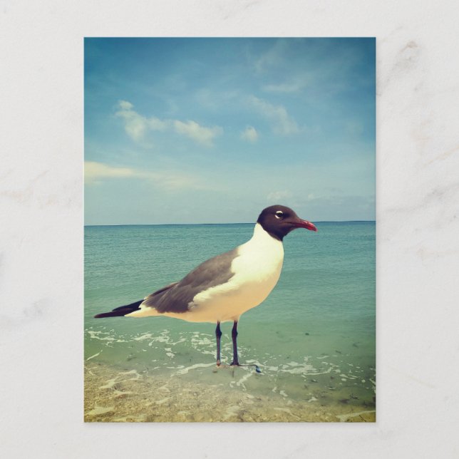 A seagull postcard (Front)