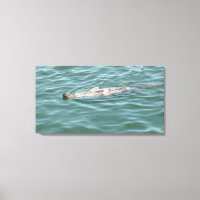 A Seal Floating Sunbathing