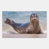 A seal on a beach along the Pacific Coast