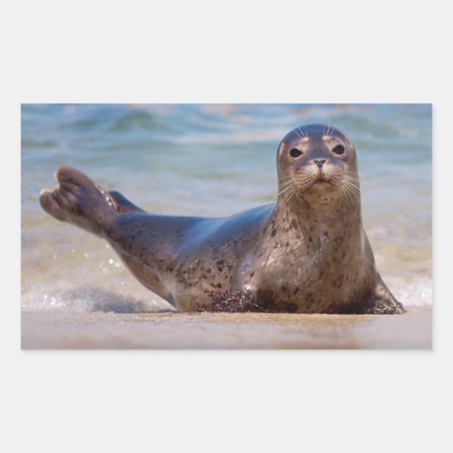 A seal on a beach along the Pacific Coast (Front)