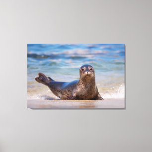 A seal on a beach along the Pacific Coast Canvas Print