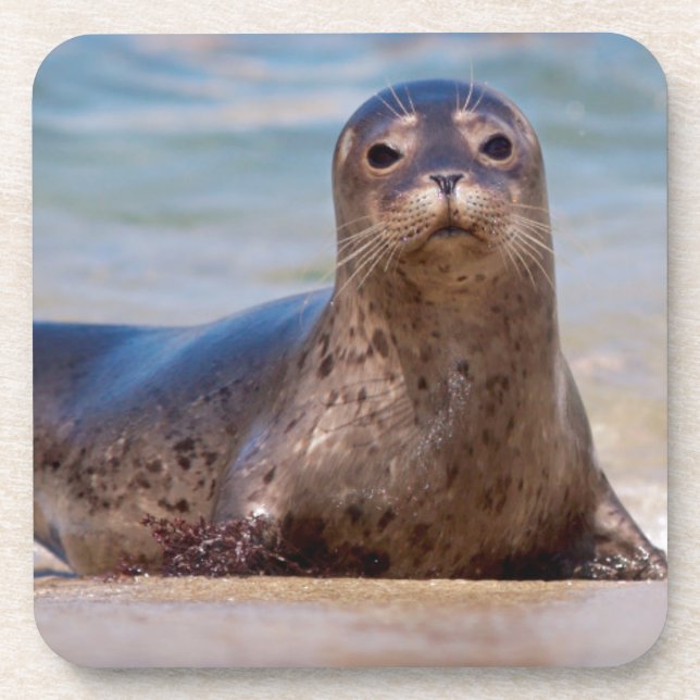 A seal on a beach along the Pacific Coast Coaster (Front)