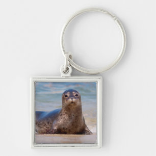 A seal on a beach along the Pacific Coast Key Ring