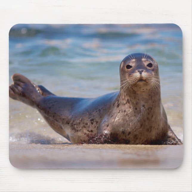 A seal on a beach along the Pacific Coast Mouse Pad (Front)