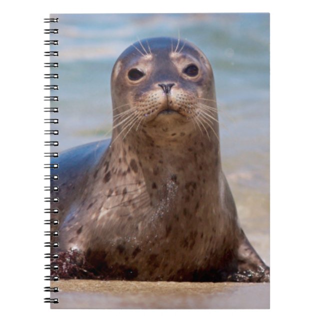 A seal on a beach along the Pacific Coast Notebook (Front)