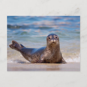 A seal on a beach along the Pacific Coast Postcard