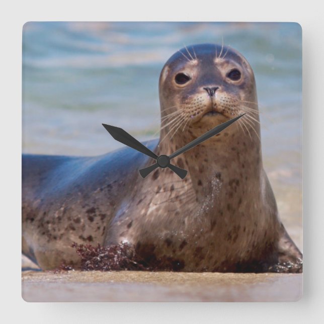 A seal on a beach along the Pacific Coast Square Wall Clock (Front)