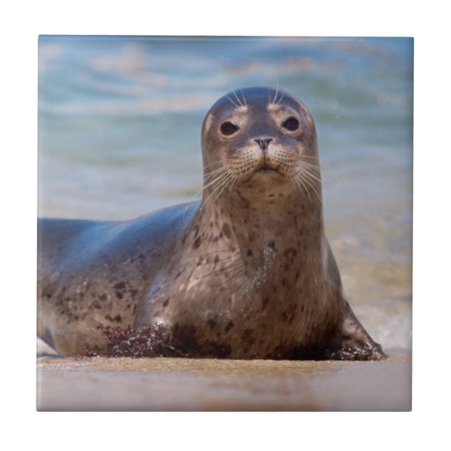 A seal on a beach along the Pacific Coast Tile (Front)