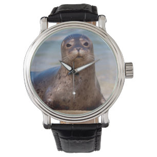 A seal on a beach along the Pacific Coast Watch