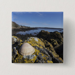 A Seashell Sits On A Rock   Dumfries, Scotland 15 Cm Square Badge