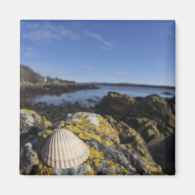 A Seashell Sits On A Rock | Dumfries, Scotland Magnet (Front)