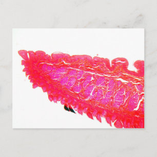 A section trough the tip of a tongue. postcard