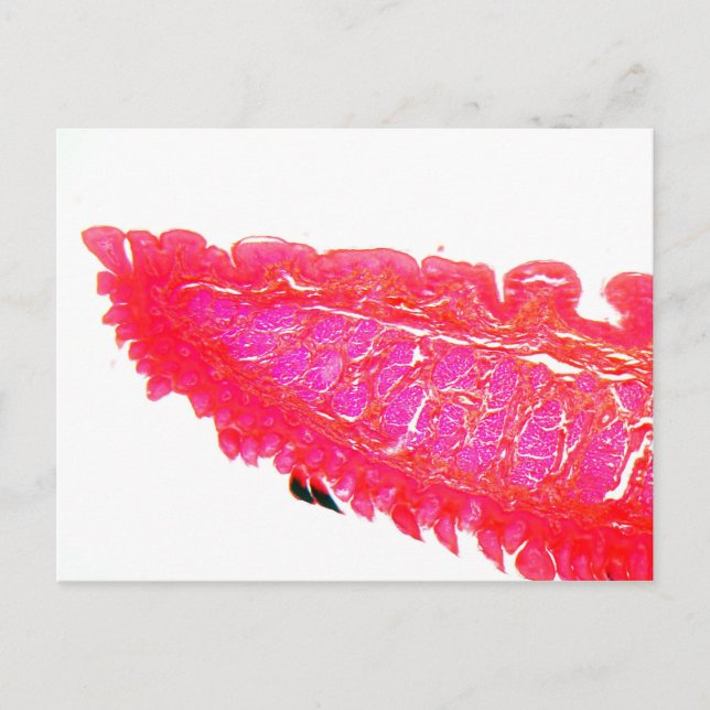 A section trough the tip of a tongue. postcard (Front)