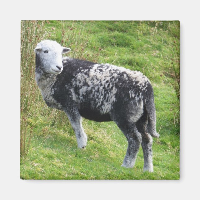 A sheep on Dartmoor Magnet (Front)