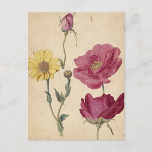 A Sheet of Studies with French Roses by de Morgues Postcard