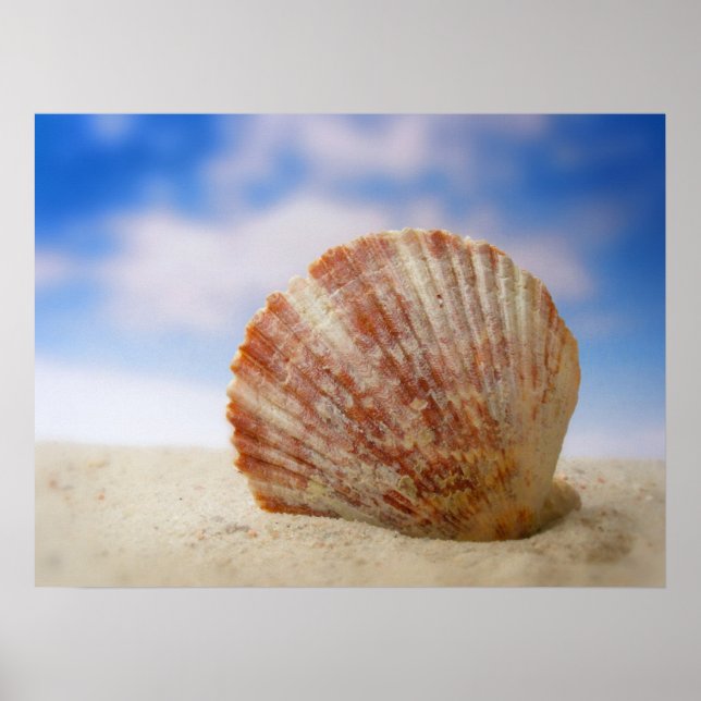 A Shell Propped In The Sand Poster (Front)