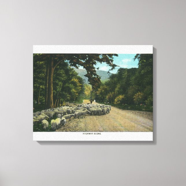 A Shepherd Leading Sheep on a Maine Highway Canvas Print (Front)