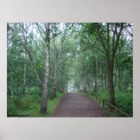 A Sherwood Forest Path