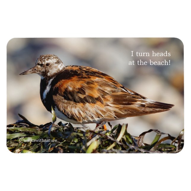 A Showstopping Ruddy Turnstone Magnet (Horizontal)