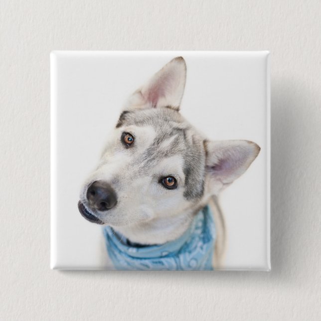 A Siberian Husky Mix Tilts its Head 15 Cm Square Badge (Front)