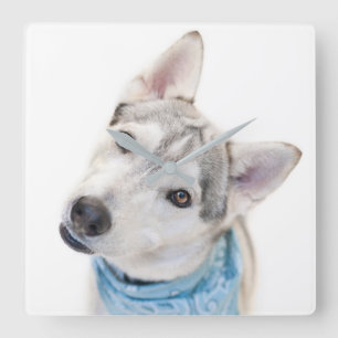 A Siberian Husky Mix Tilts its Head Square Wall Clock