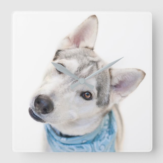 A Siberian Husky Mix Tilts its Head Square Wall Clock (Front)
