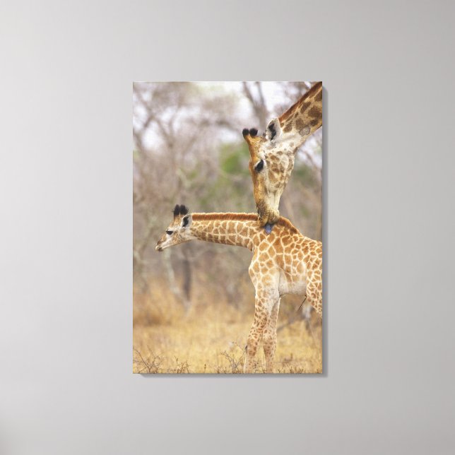 A side view of a Giraffe licking its young, Canvas Print (Front)